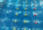 Bola de balanceo inflable azul del agua para los juegos al aire libre inflables del parque de la aguamarina proveedor